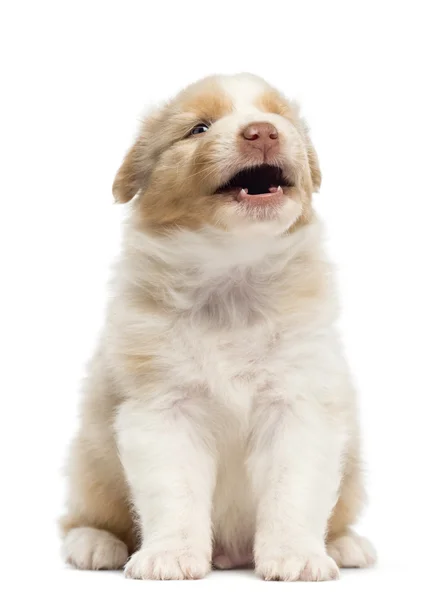 Australian Shepherd puppy, 1 months and 3 days old, sitting and barking against white background — Stock Photo, Image