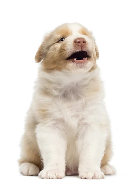 Australian Shepherd cachorro, 1 mes y 3 días de edad, sentado y ladrando sobre fondo blanco —  Fotos de Stock