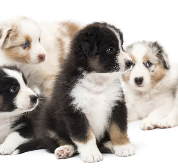 Australian Shepherd puppies, 6 weeks old, sitting and playing around their sisters and brothers against white background — Stock Photo, Image