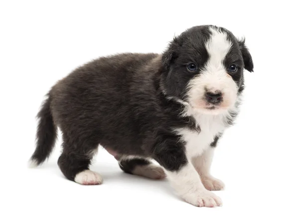 Australian Shepherd cachorro, 22 días de edad, de pie y retrato sobre fondo blanco — Foto de Stock