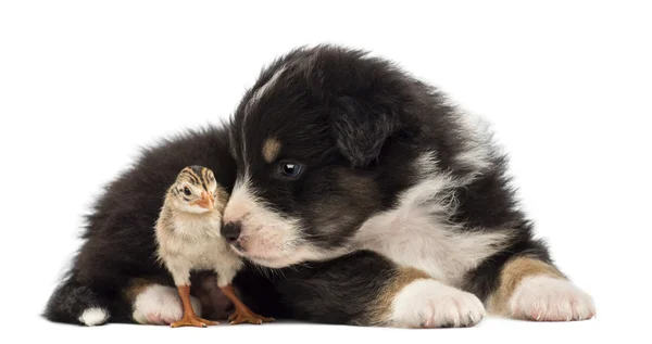 Australian Shepherd puppy, 30 days old, lying next to a chick against white background — Stock Photo, Image