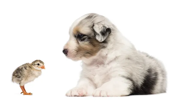 Australian Shepherd puppy, 30 days old, lying and looking at chick against white background — Stock Photo, Image