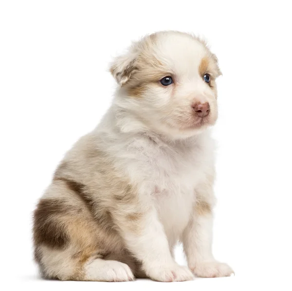 Australian Shepherd puppy, 30 hari, duduk dengan latar belakang putih — Stok Foto