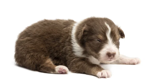 호주 목 자 강아지, 18 일 흰색 배경에 대해 거짓말 — 스톡 사진