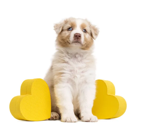 Australischer Schäferhund Welpe sitzt zwischen zwei gelben Herzen und Geschenk, Geschenk vor weißem Hintergrund — Stockfoto
