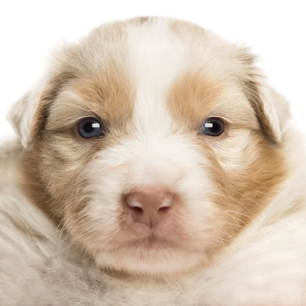 Nahaufnahme eines australischen Schäferhundes, 22 Tage alt, Porträt vor weißem Hintergrund — Stockfoto