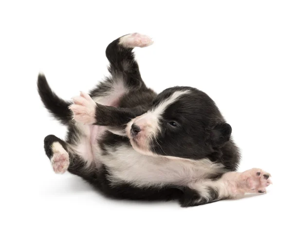 Australian Shepherd puppy, 18 days old, lying on its back agains — Stock Photo, Image