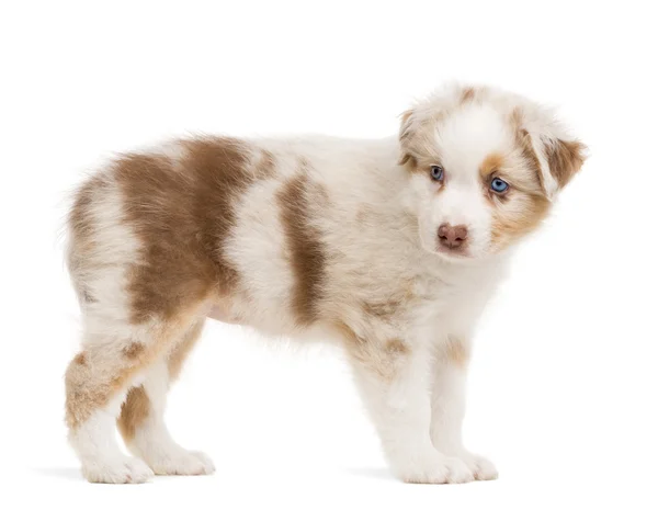 Vista lateral de um cachorro pastor australiano em pé contra fundo branco — Fotografia de Stock