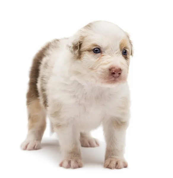 Australische herder pup, 24 dagen oud, permanent en op zoek weg tegen witte achtergrond — Stockfoto