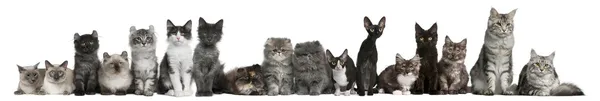 Group of cats in a row sitting in front of white background — Stock Photo, Image