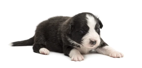 Australian Shepherd puppy, 18 days old, lying against white background — Stock Photo, Image