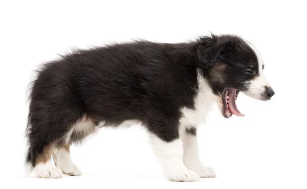 Vista lateral de um cachorro pastor australiano de pé e bocejo contra fundo branco — Fotografia de Stock