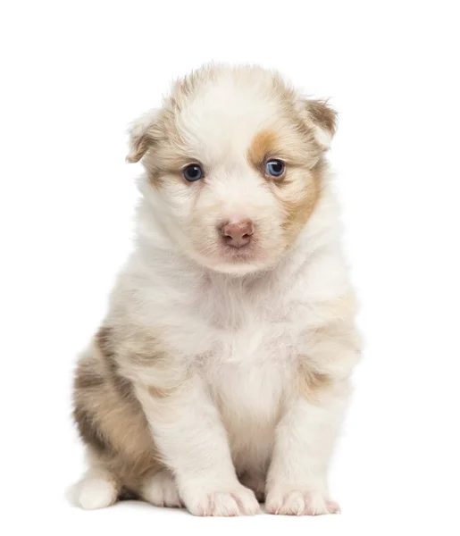 Australischer Schäferhund Welpe, 30 Tage alt, sitzend und Porträt vor weißem Hintergrund — Stockfoto