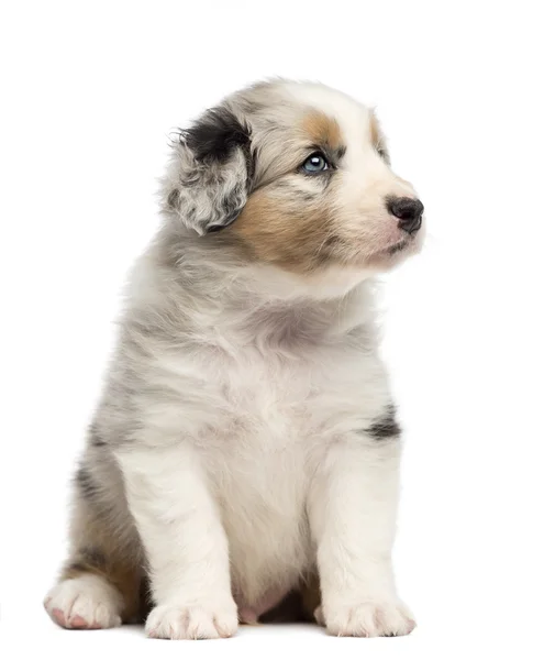 Australian Shepherd cachorro, 1 mes y 3 días de edad, sentado y mirando a la derecha contra el fondo blanco —  Fotos de Stock