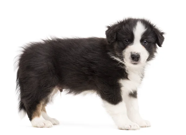 Side view of an Australian Shepherd puppy standing and portrait against white background — Stock Photo, Image