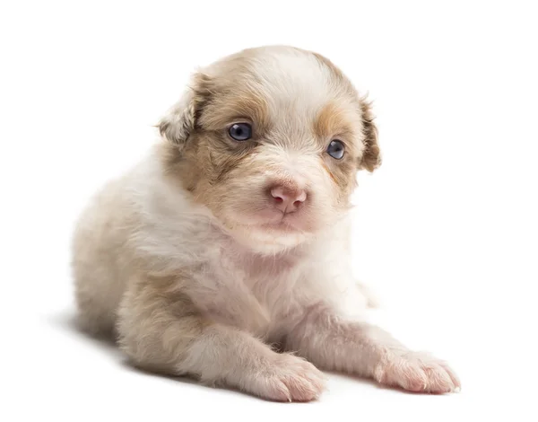 Australian Shepherd cachorro, 24 días de edad, acostado y retrato sobre fondo blanco — Foto de Stock