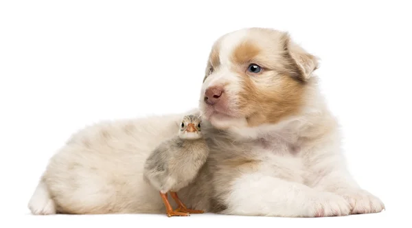 Australische herder pup, 30 dagen oud, liggen naast chick tegen witte achtergrond — Stockfoto