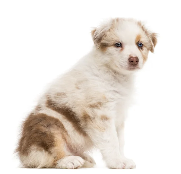 Side view of an Australian Shepherd puppy sitting and portrait against white background — Stock Photo, Image