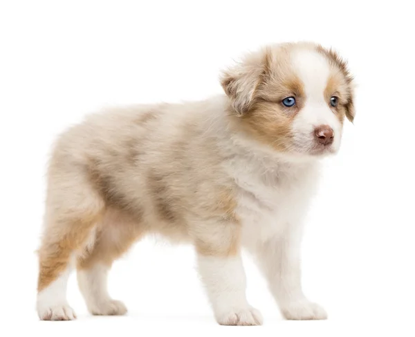 Australian Shepherd pentu seisoo ja katselee pois valkoista taustaa vasten — kuvapankkivalokuva