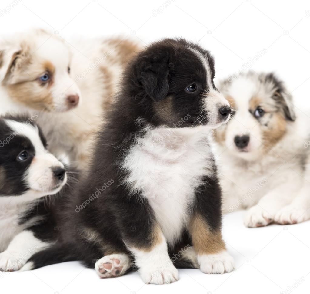 Australian Shepherd puppies, 6 weeks old, sitting and playing around their sisters and brothers against white background