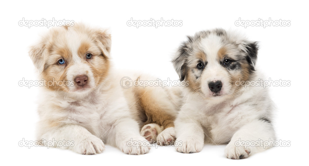 Two Australian Shepherd puppies, 6 weeks old, lying against each other against white background