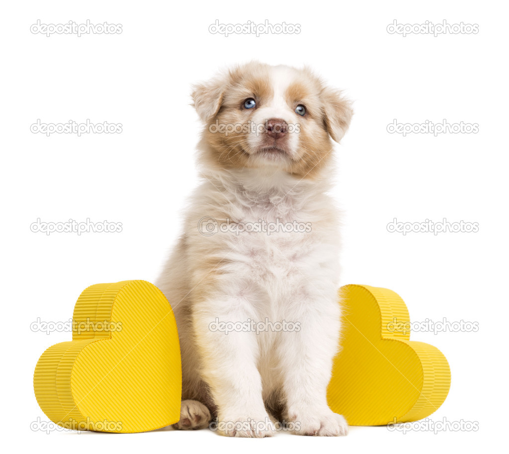Australian Shepherd puppy sitting between two yellow hearts and gift, present against white background