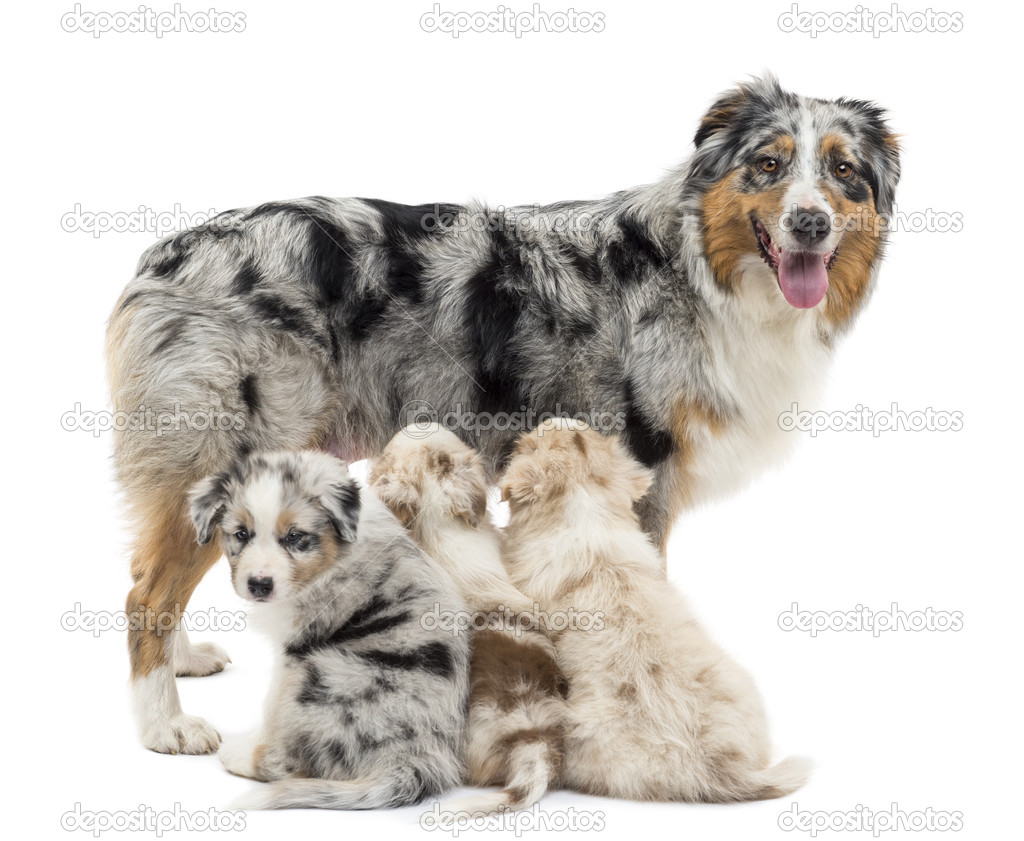 Mother Australian shepherd with three puppies, 6 weeks old, two are suckling and on is portrait against white background