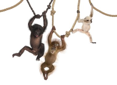 Genç orangutan, genç pileated gibbon ve beyaz arka plan iplere asılı genç bonobo