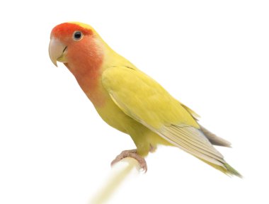 muhabbetkuşu, gül yüzlü agapornis roseicollis, şeftali yüzlü cennet papağanı beyaz arka plan olarak da bilinen portresi