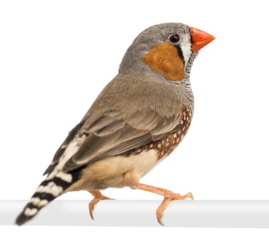 Zebra finch, beyaz arka plan taeniopygia guttata