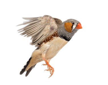 Zebra uçan, beyaz arka plan taeniopygia guttata finch