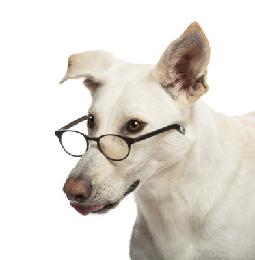 Beyaz bir arka plana dayanır gözlüklü köpek crossbreed