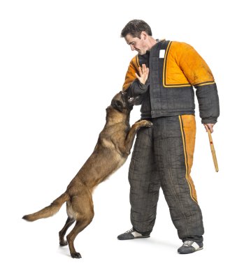 Belçika çoban vücut ısırık giyen bir eğitmen ve kol saldıran takım elbise, beyaz arka planı