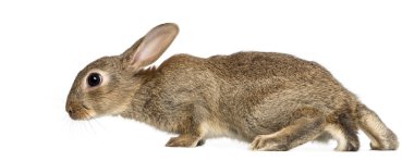 European rabbit or common rabbit, 2 months old, Oryctolagus cuniculus against white background clipart