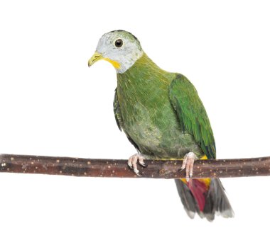 Şube, ptilinopus melanospilus, beyaz arka planı 3,5 aylık siyah enseli meyve güvercin tünemiş