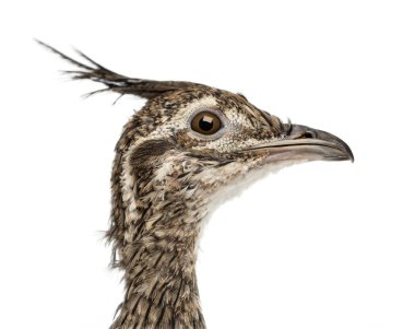 zarif tepeli tinamou, eudromia elegans, 1 ay önce de martineta tinamou beyaz bir arka plana dayanır