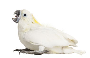 Kükürt tepeli kakadu, cacatua galerita, 8 hafta eski karşı