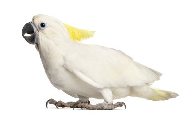 Kükürt tepeli kakadu, cacatua galerita, beyaz arka planı 9 haftalık