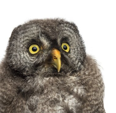 Büyük gri baykuş veya lapland baykuş, strix nebulosa, beyaz arka planı 2 aylık
