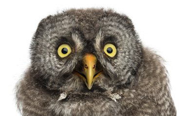 Büyük gri baykuş veya lapland baykuş, strix nebulosa, beyaz arka planı 2 aylık