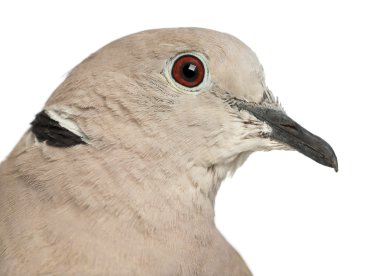 Avrasya yakalı güvercin, streptopelia decaocto, genellikle yakalı güvercin beyaz bir arka plana dayanır adı