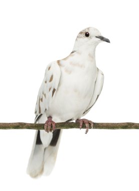 Şube, beyaz bir arka plana dayanır streptopelia roseogrisea Afrika yakalı güvercin tünemiş