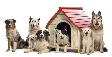 Group of dogs in and surrounding a kennel against white background clipart