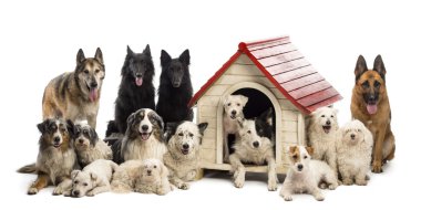 Large group of dogs in and surrounding a kennel against white background clipart