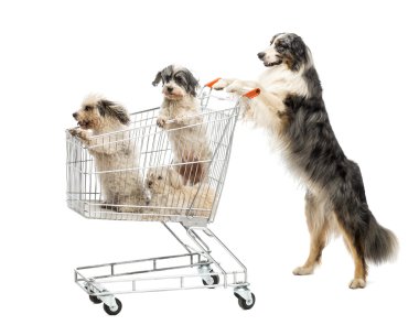 Australian Shepherd standing on hind legs and pushing a shopping cart with dogs against white background clipart