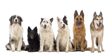 Avustralyalı çoban, Belçika çoban-groenendael, kenar kömür ocağı ve beyaz arka plan karşı Alman çoban köpekleri