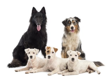 Belçika çoban-groenendael, Avustralyalı çoban ve jack russell terrier beyaz bir arka plana dayanır