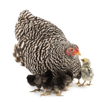Mother Hen with its chicks against white background clipart