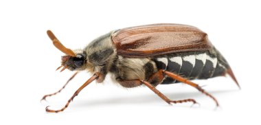erkek cockchafer, baktım baktım, olarak da bilinen yan görünüm, billy cadı mitchamador, hata veya spang beyaz arka planı beetle