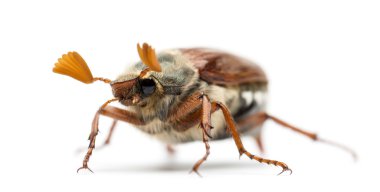 erkek cockchafer, baktım baktım, olarak da bilinen bug, mitchamador, billy cadı veya spang beyaz arka planı beetle